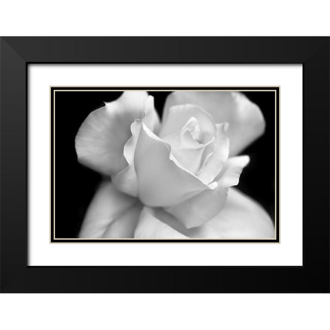Rose Flower Macro Black and White 3 Black Modern Wood Framed Art Print with Double Matting by Schell, Jennie Marie