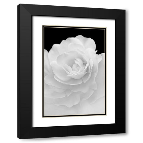 Rose Flower Macro Black and White 4 Black Modern Wood Framed Art Print with Double Matting by Schell, Jennie Marie