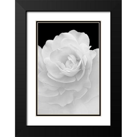 Rose Flower Macro Black and White 4 Black Modern Wood Framed Art Print with Double Matting by Schell, Jennie Marie