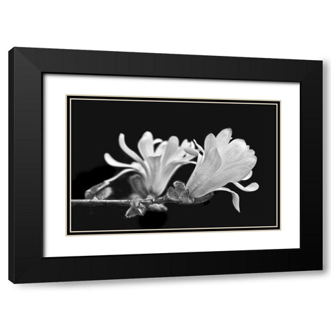 Star Magnolia Flowers Black and White Black Modern Wood Framed Art Print with Double Matting by Schell, Jennie Marie