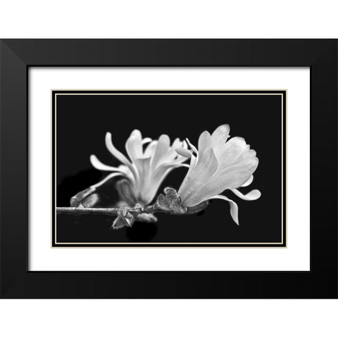 Star Magnolia Flowers Black and White Black Modern Wood Framed Art Print with Double Matting by Schell, Jennie Marie