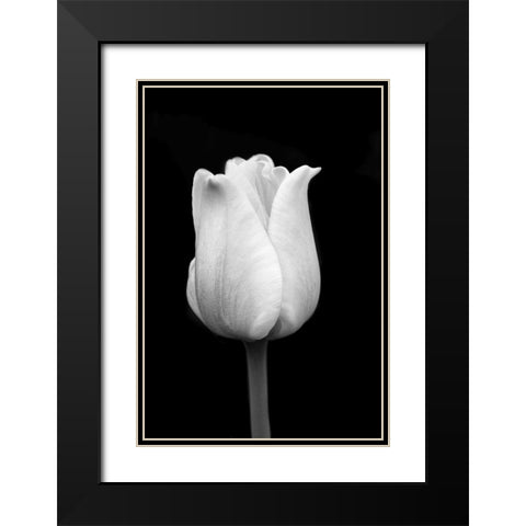 Tulip Flower Macro Black and White 1 Black Modern Wood Framed Art Print with Double Matting by Schell, Jennie Marie