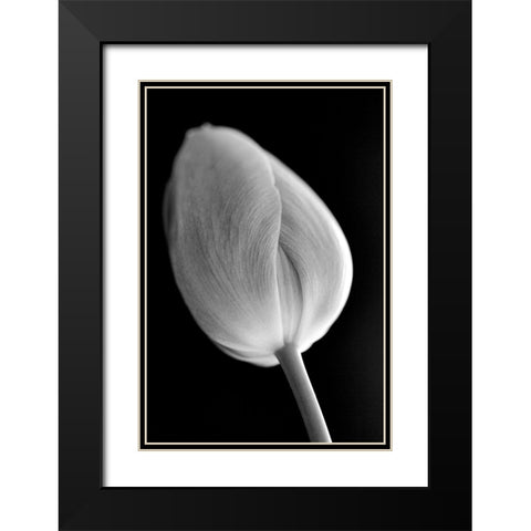 Tulip Flower Macro Black and White 2 Black Modern Wood Framed Art Print with Double Matting by Schell, Jennie Marie