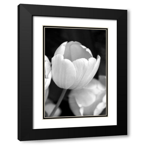 Tulip Flowers Black and White 1 Black Modern Wood Framed Art Print with Double Matting by Schell, Jennie Marie