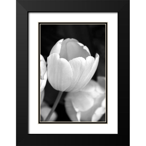Tulip Flowers Black and White 1 Black Modern Wood Framed Art Print with Double Matting by Schell, Jennie Marie
