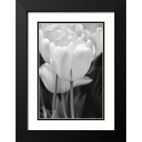 Tulip Flowers Black and White 2 Black Modern Wood Framed Art Print with Double Matting by Schell, Jennie Marie