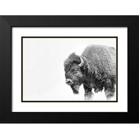 Buffalo Bison Black and White Black Modern Wood Framed Art Print with Double Matting by Schell, Jennie Marie