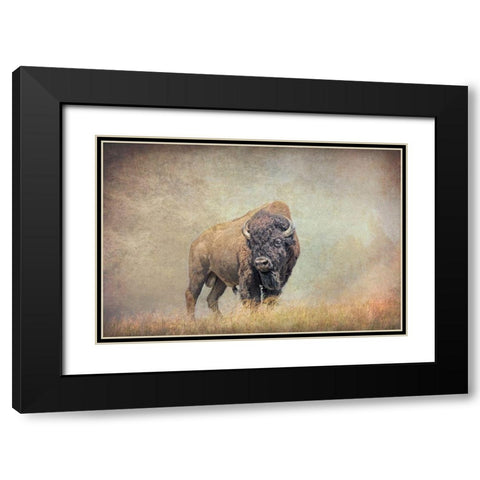 Buffalo Bison on Hill Black Modern Wood Framed Art Print with Double Matting by Schell, Jennie Marie