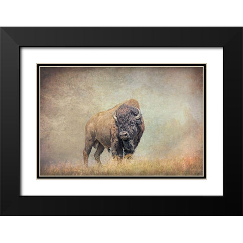Buffalo Bison on Hill Black Modern Wood Framed Art Print with Double Matting by Schell, Jennie Marie
