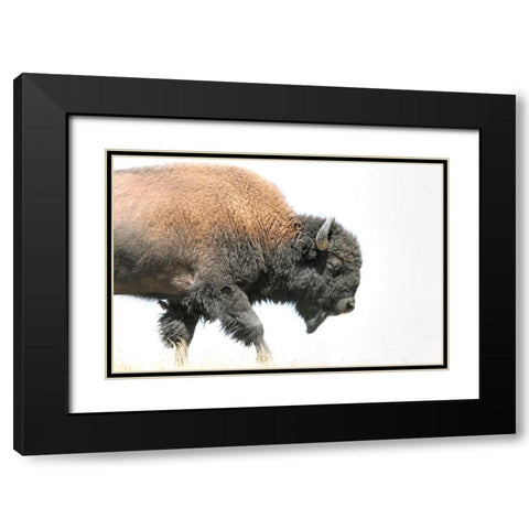 Buffalo Bison Walk Black Modern Wood Framed Art Print with Double Matting by Schell, Jennie Marie