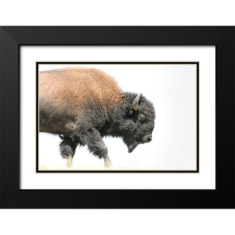 Buffalo Bison Walk Black Modern Wood Framed Art Print with Double Matting by Schell, Jennie Marie