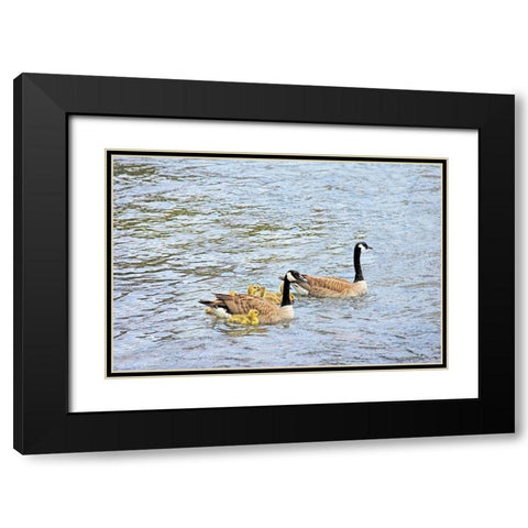 Canada Geese and Goslings on Lake Black Modern Wood Framed Art Print with Double Matting by Schell, Jennie Marie