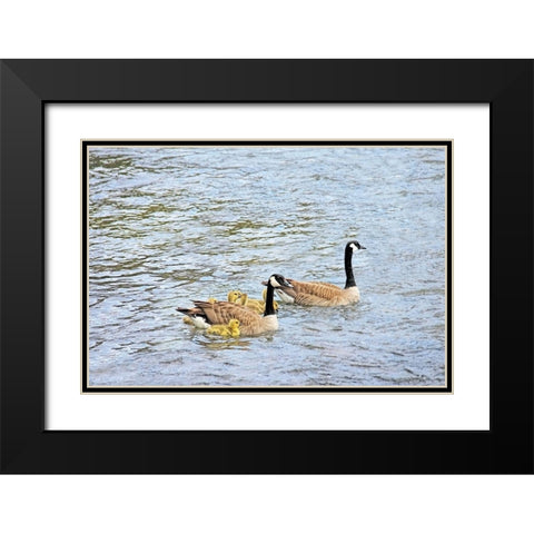 Canada Geese and Goslings on Lake Black Modern Wood Framed Art Print with Double Matting by Schell, Jennie Marie