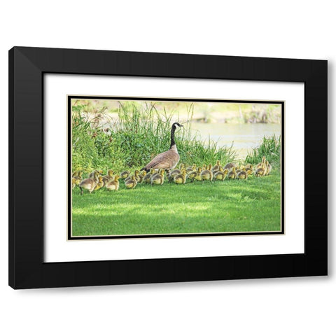 Canada Goose and Goslings Black Modern Wood Framed Art Print with Double Matting by Schell, Jennie Marie