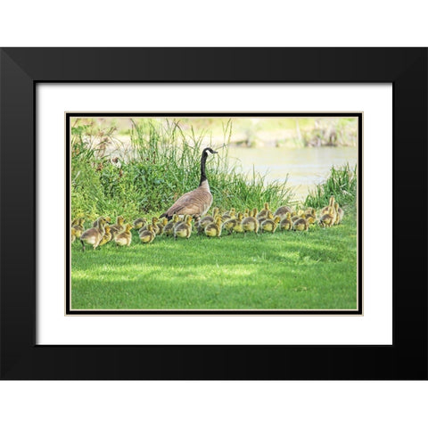 Canada Goose and Goslings Black Modern Wood Framed Art Print with Double Matting by Schell, Jennie Marie