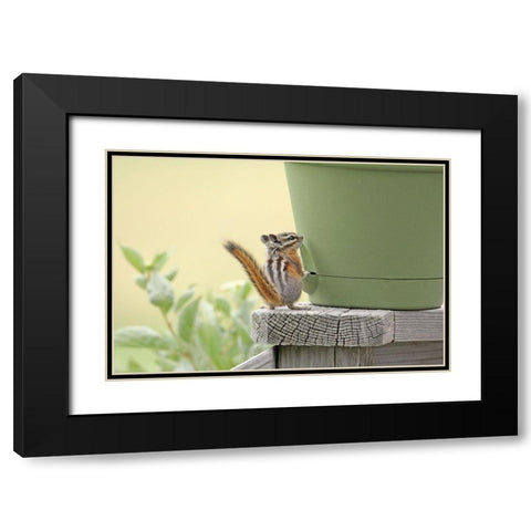 Chipmunk and Flower Pot Black Modern Wood Framed Art Print with Double Matting by Schell, Jennie Marie