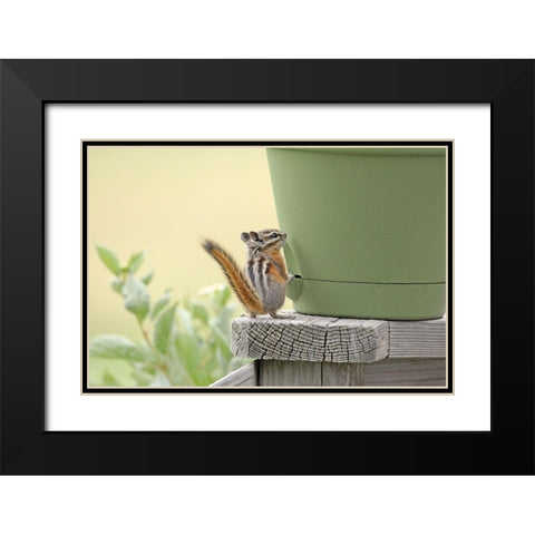 Chipmunk and Flower Pot Black Modern Wood Framed Art Print with Double Matting by Schell, Jennie Marie