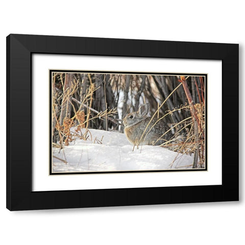 Cottontail Rabbit in Snow 1 Black Modern Wood Framed Art Print with Double Matting by Schell, Jennie Marie