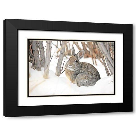 Cottontail Rabbit in Snow 2 Black Modern Wood Framed Art Print with Double Matting by Schell, Jennie Marie