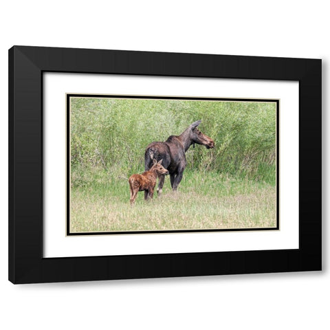 Moose and Baby Calf Black Modern Wood Framed Art Print with Double Matting by Schell, Jennie Marie