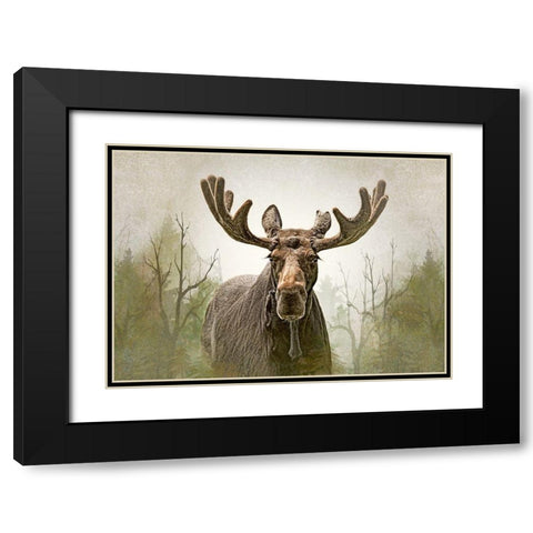 Moose in the Woodland Forest Black Modern Wood Framed Art Print with Double Matting by Schell, Jennie Marie