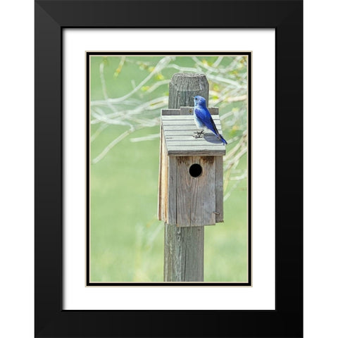 Nesting Box with Bluebird Black Modern Wood Framed Art Print with Double Matting by Schell, Jennie Marie