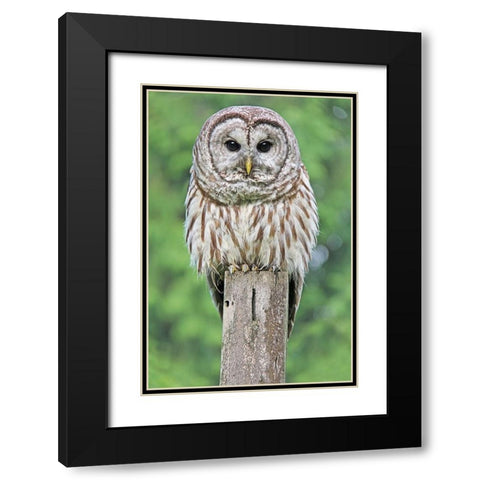 Owl on Fence Post Black Modern Wood Framed Art Print with Double Matting by Schell, Jennie Marie