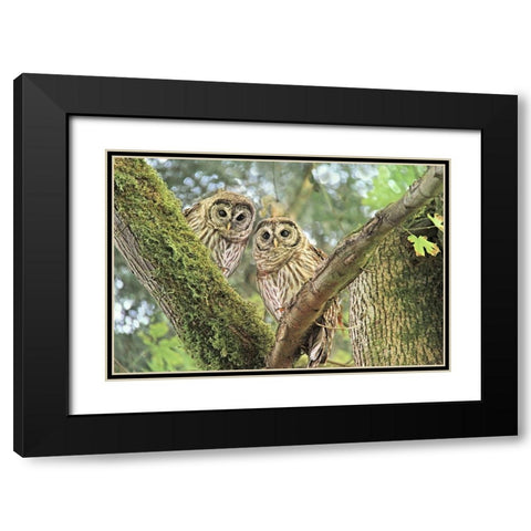 Owlet Twins in the Forest Black Modern Wood Framed Art Print with Double Matting by Schell, Jennie Marie