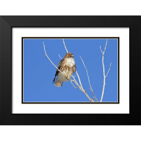 Red-Tail Hawk in Tree Black Modern Wood Framed Art Print with Double Matting by Schell, Jennie Marie