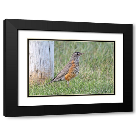 Robin Bird in Grass Black Modern Wood Framed Art Print with Double Matting by Schell, Jennie Marie