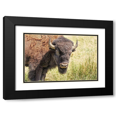 Buffalo Bison in Field Black Modern Wood Framed Art Print with Double Matting by Schell, Jennie Marie