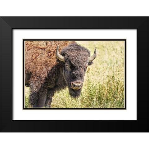 Buffalo Bison in Field Black Modern Wood Framed Art Print with Double Matting by Schell, Jennie Marie