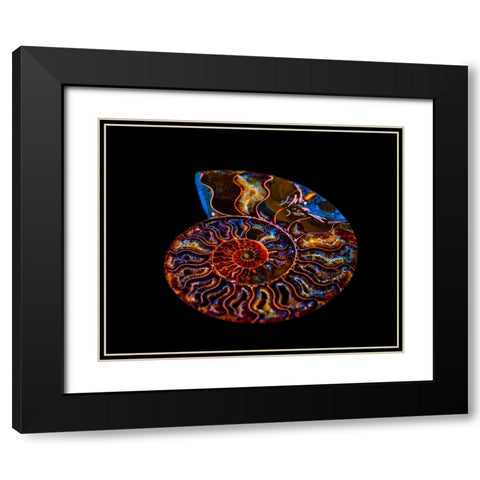 Nautilus II Black Modern Wood Framed Art Print with Double Matting by LightBoxJournal