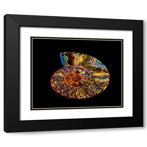 Nautilus III Black Modern Wood Framed Art Print with Double Matting by LightBoxJournal