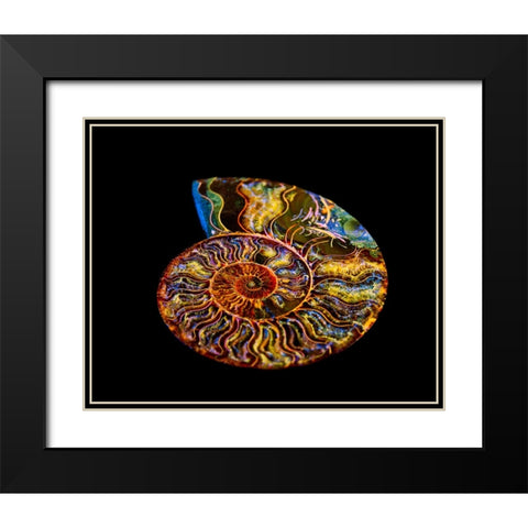 Nautilus III Black Modern Wood Framed Art Print with Double Matting by LightBoxJournal