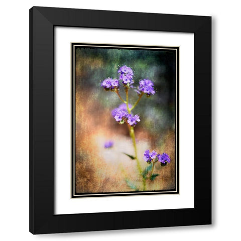 Desert Flower 2 Black Modern Wood Framed Art Print with Double Matting by LightBoxJournal