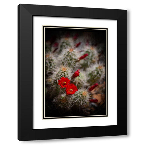 Desert Flower 6 Black Modern Wood Framed Art Print with Double Matting by LightBoxJournal