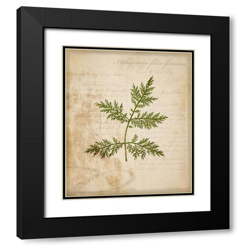 Scientific Plant 1 Black Modern Wood Framed Art Print with Double Matting by LightBoxJournal