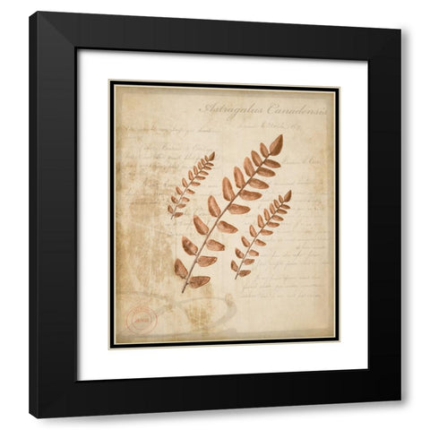 Scientific Plant 2 Black Modern Wood Framed Art Print with Double Matting by LightBoxJournal