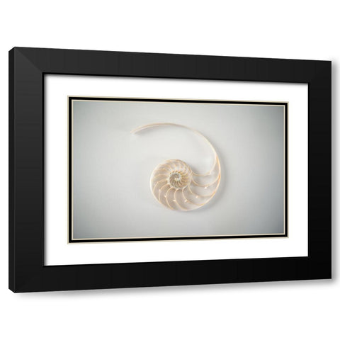 Sea Star 2 Black Modern Wood Framed Art Print with Double Matting by LightBoxJournal