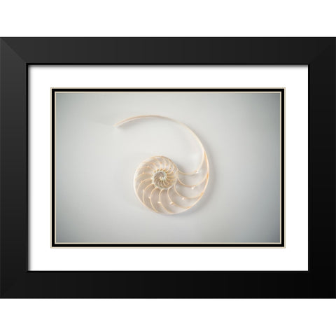 Sea Star 2 Black Modern Wood Framed Art Print with Double Matting by LightBoxJournal
