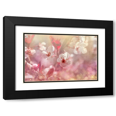 Gypsy Cherry 01 Black Modern Wood Framed Art Print with Double Matting by LightBoxJournal