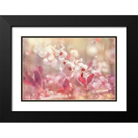 Gypsy Cherry 02 Black Modern Wood Framed Art Print with Double Matting by LightBoxJournal