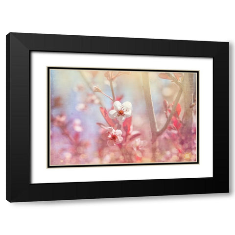 Gypsy Cherry 03 Black Modern Wood Framed Art Print with Double Matting by LightBoxJournal