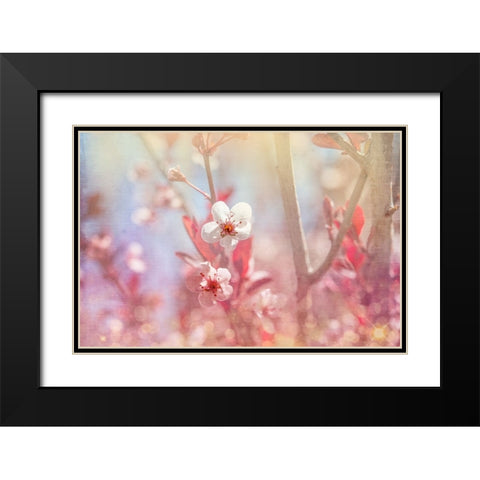 Gypsy Cherry 03 Black Modern Wood Framed Art Print with Double Matting by LightBoxJournal