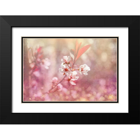 Gypsy Cherry 04 Black Modern Wood Framed Art Print with Double Matting by LightBoxJournal