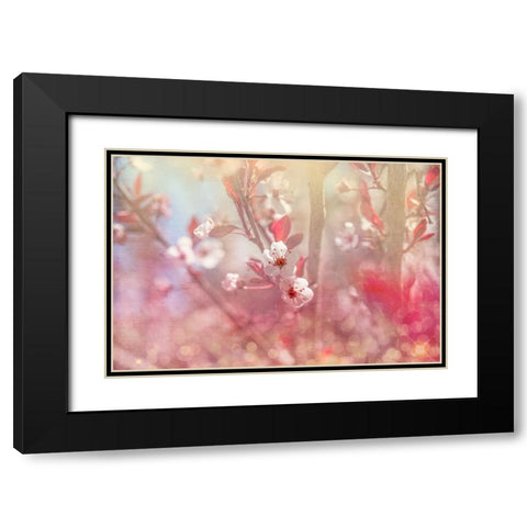 Gypsy Cherry 05 Black Modern Wood Framed Art Print with Double Matting by LightBoxJournal