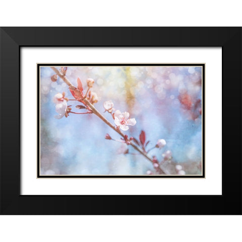 Spring Blooms 01 Black Modern Wood Framed Art Print with Double Matting by LightBoxJournal