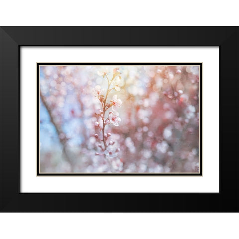 Spring Blooms 02 Black Modern Wood Framed Art Print with Double Matting by LightBoxJournal