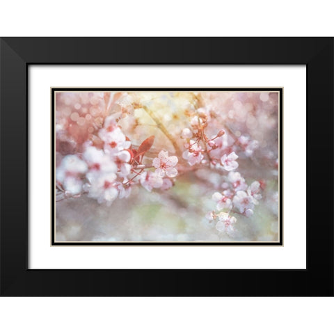 Spring Blooms 04 Black Modern Wood Framed Art Print with Double Matting by LightBoxJournal